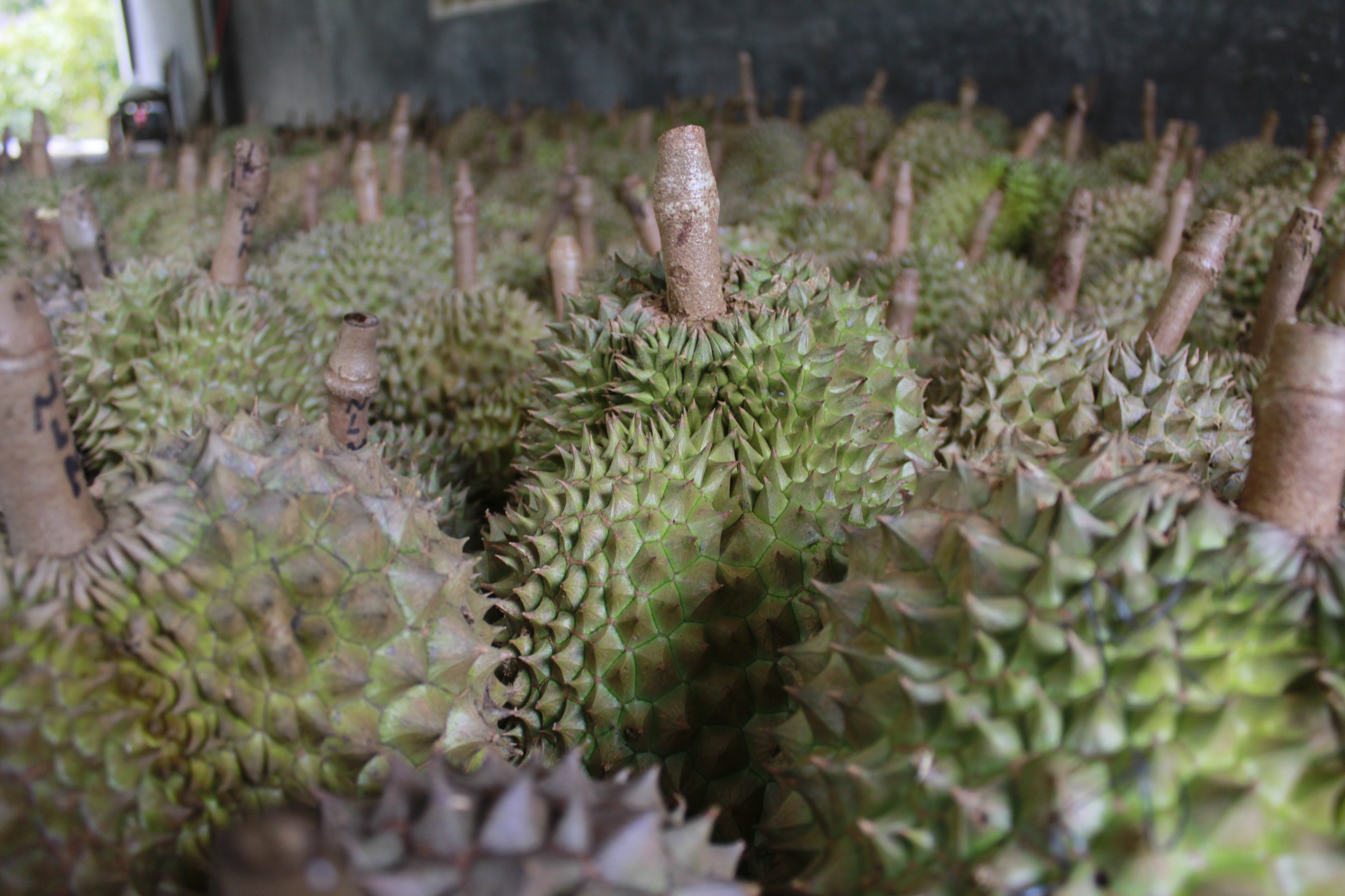 DURIAN ALASMALANG