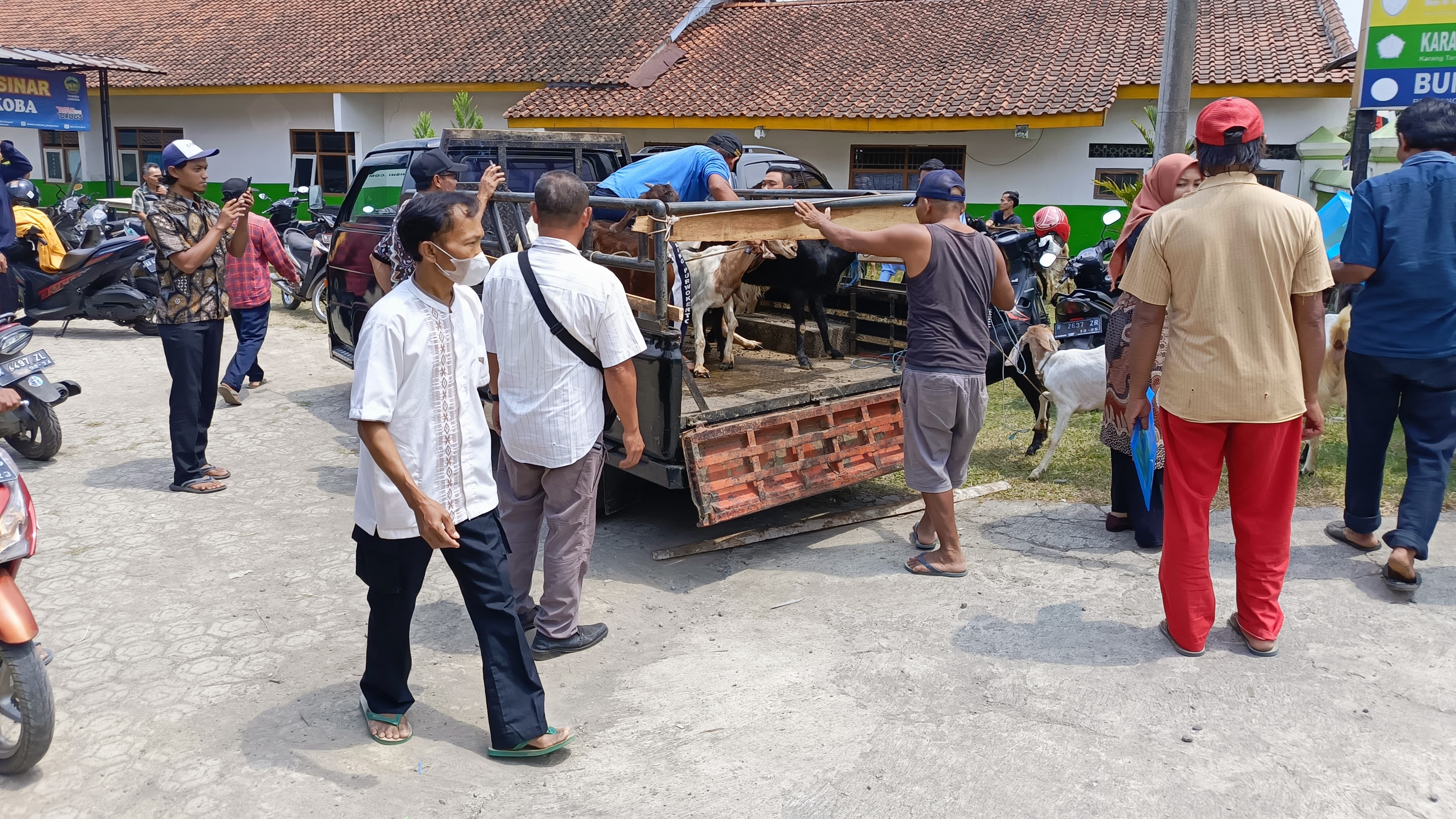 Pendistribusian hewan ternak kambing.