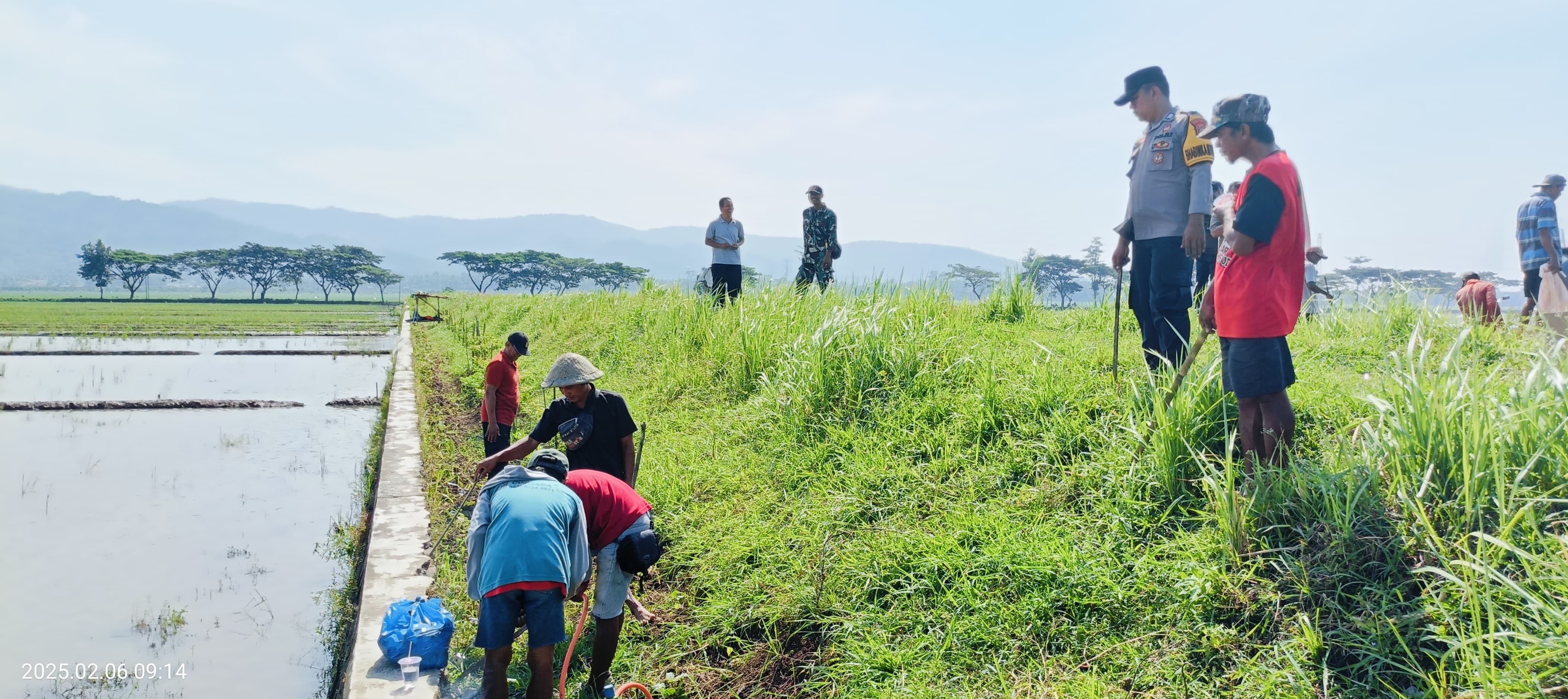 KEGIATAN PEMBERANTASAN HAMA TIKUS DI SAWAH