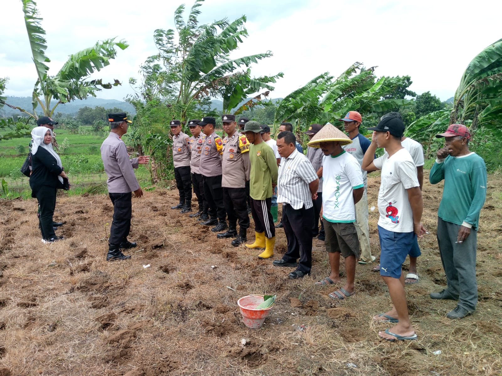 PENANAMAN JAGUNG MANIS DAN SORGUM UNTUK KETAHANAN PANGAN