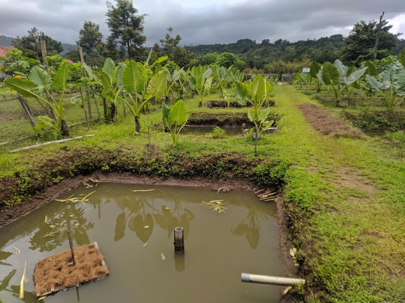 kolam ikan paralel