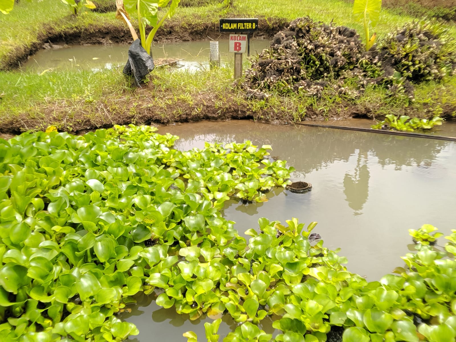 Kolam filter