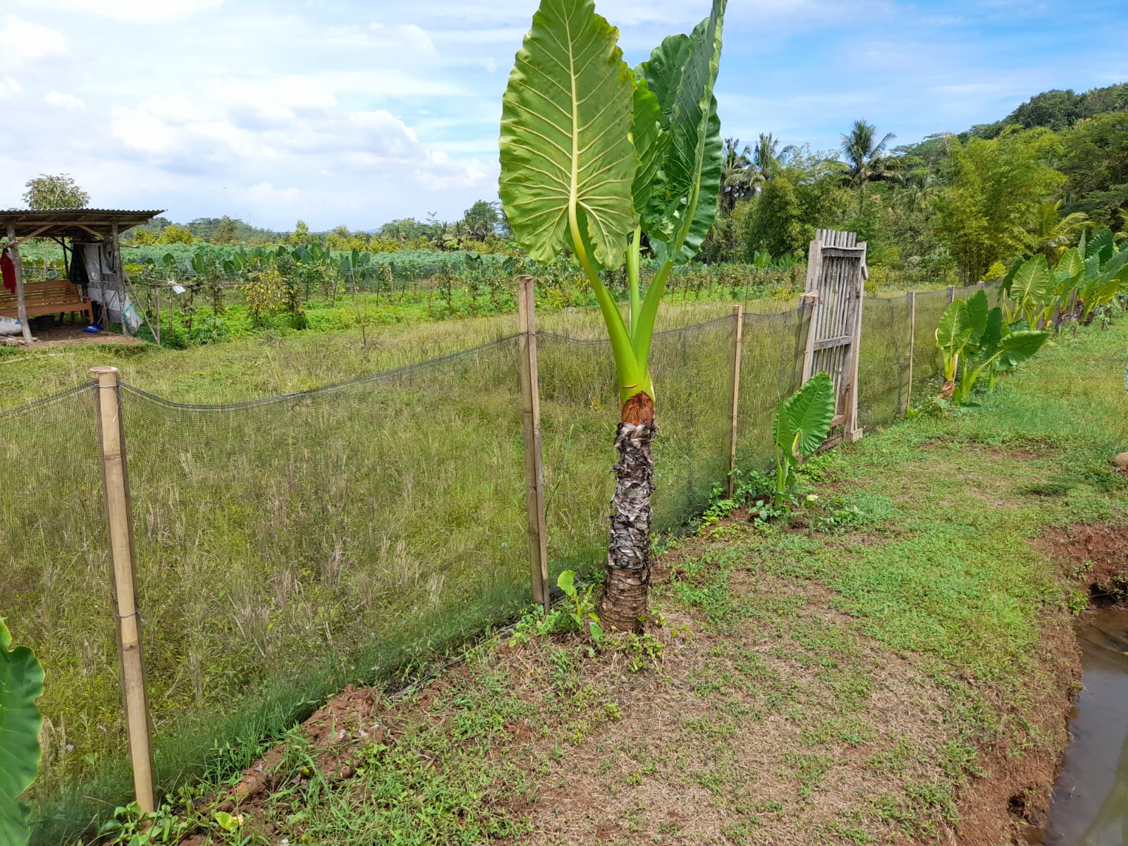 Pemasangan jaring