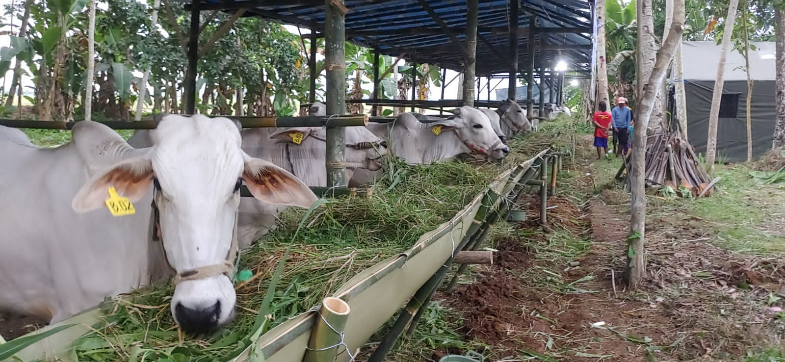 Ternak sapi di desa Karanggedang