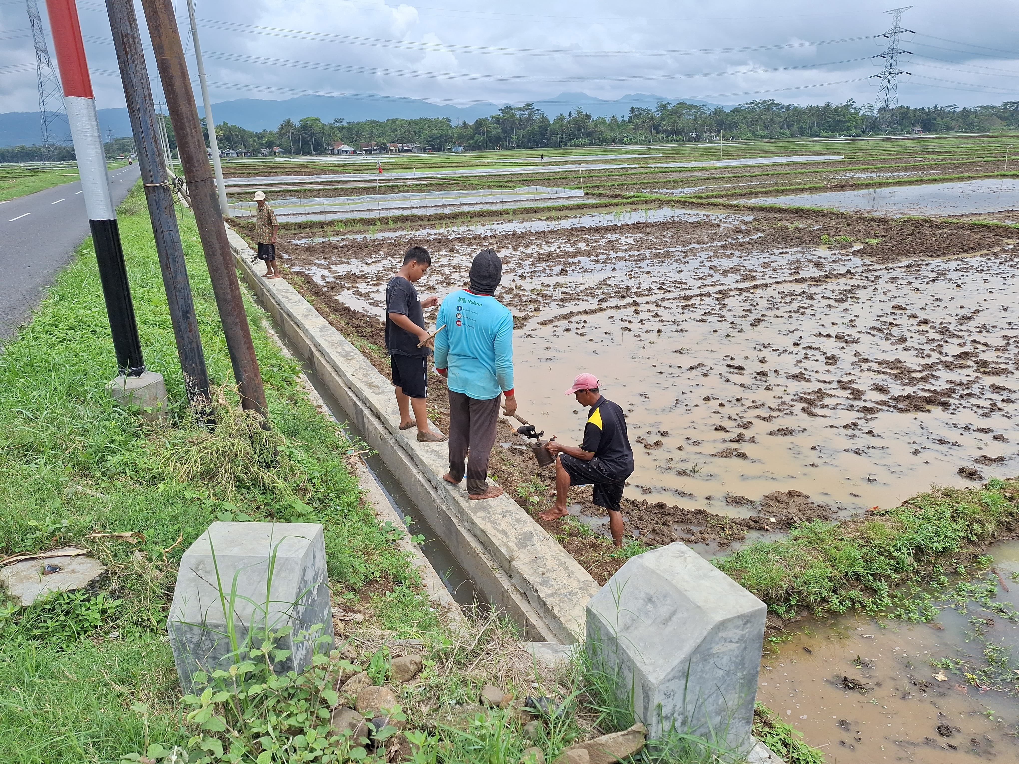 Gropyokan Tikus : Gerakan Basmi Hama Tikus Di Sawah