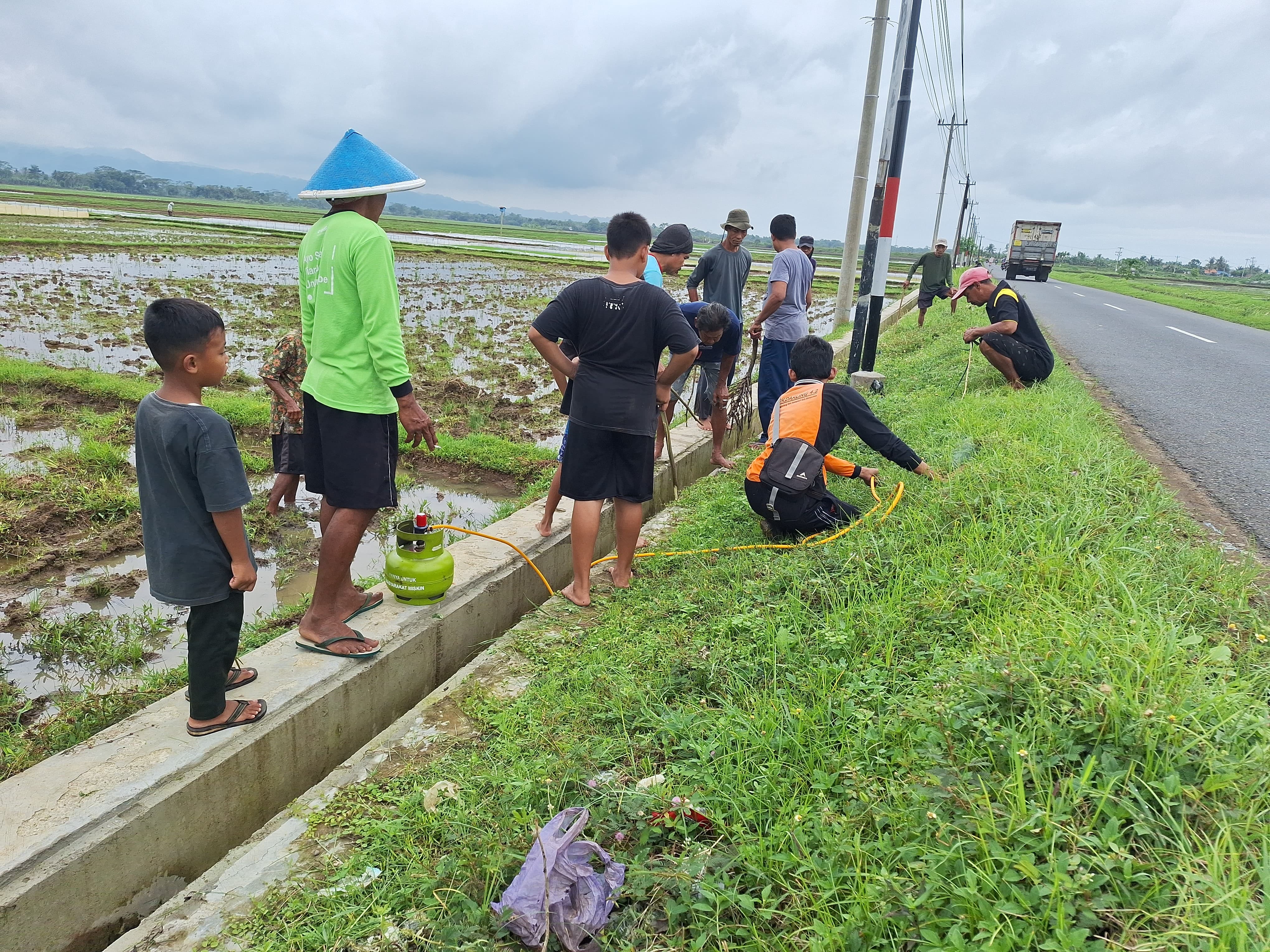 Gropyokan Tikus : Gerakan Basmi Hama Tikus Di Sawah