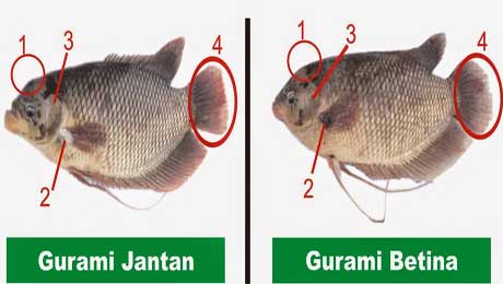 perbedaan induk jantan dan betina