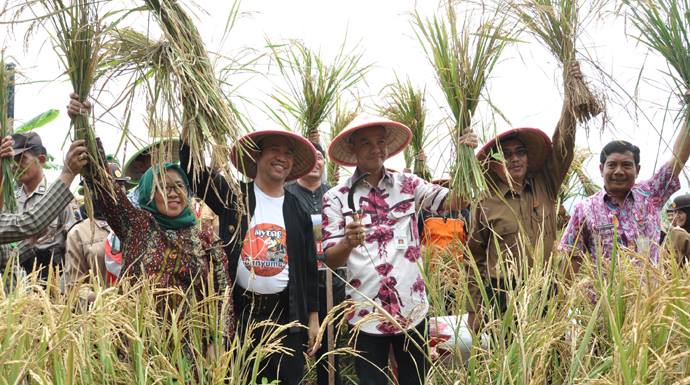 Gubernur Panen Padi Gogo di Lahan Perhutani Purwokerto Timur