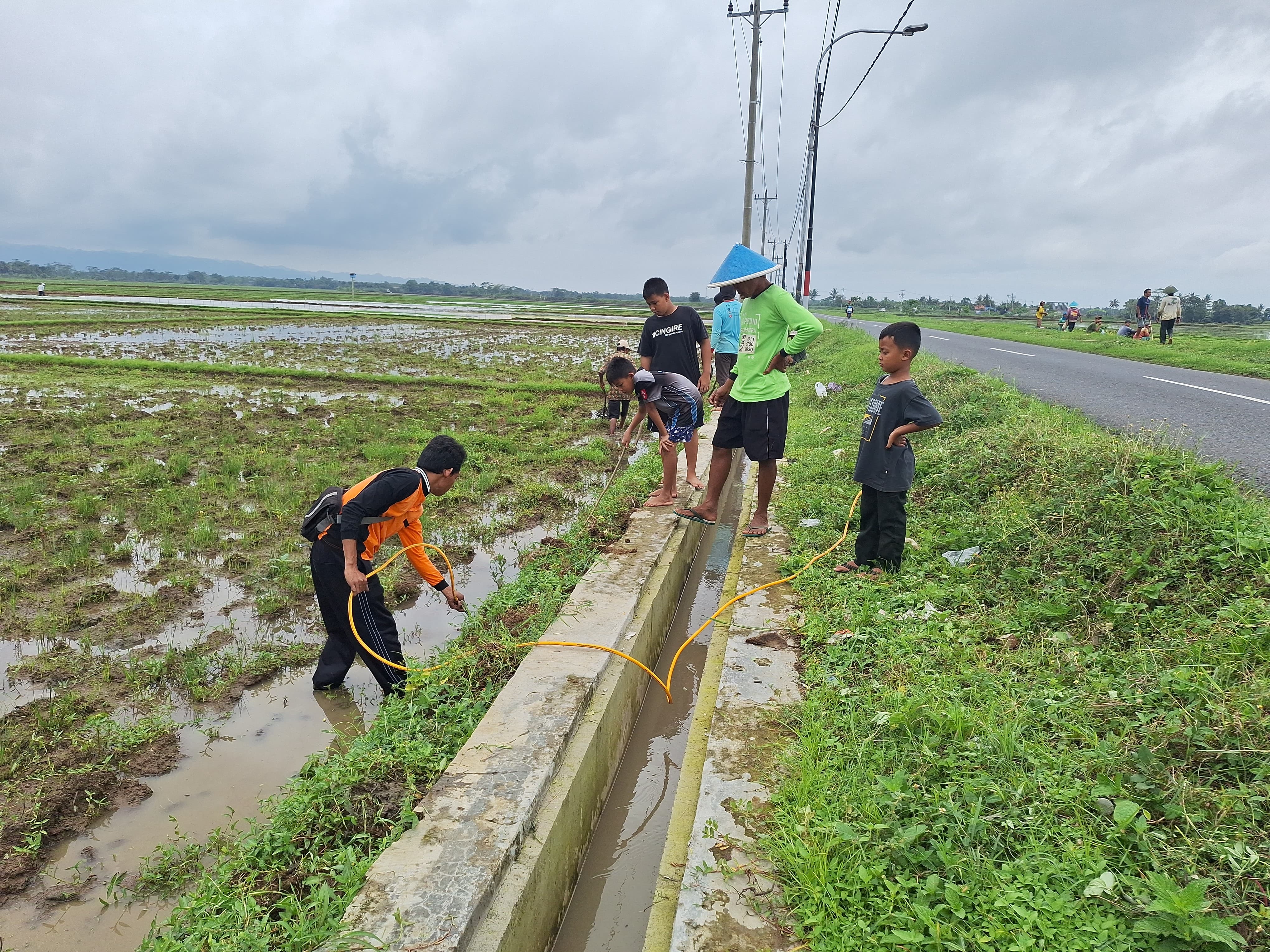 Gropyokan Tikus : Gerakan Basmi Hama Tikus Di Sawah