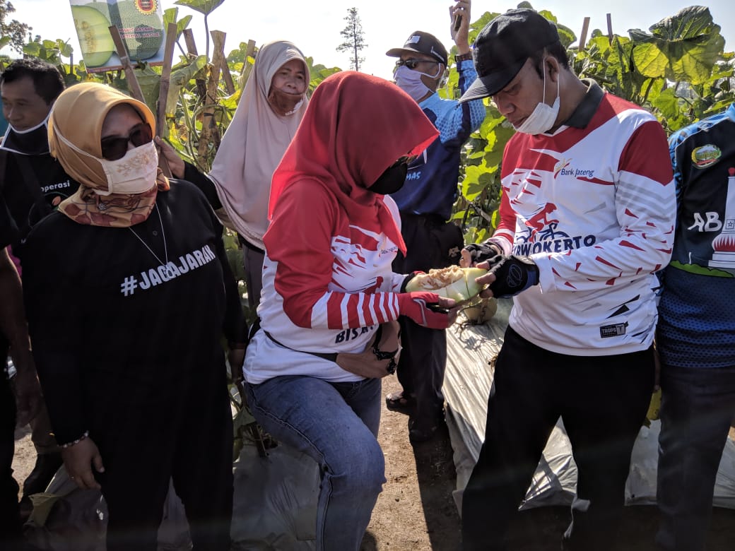 Forkompinda dan Jajaran Dinas Kabupaten Banyumas Melaksanakan Panen Melon Desa Tambak Sari Kec. Kembaran