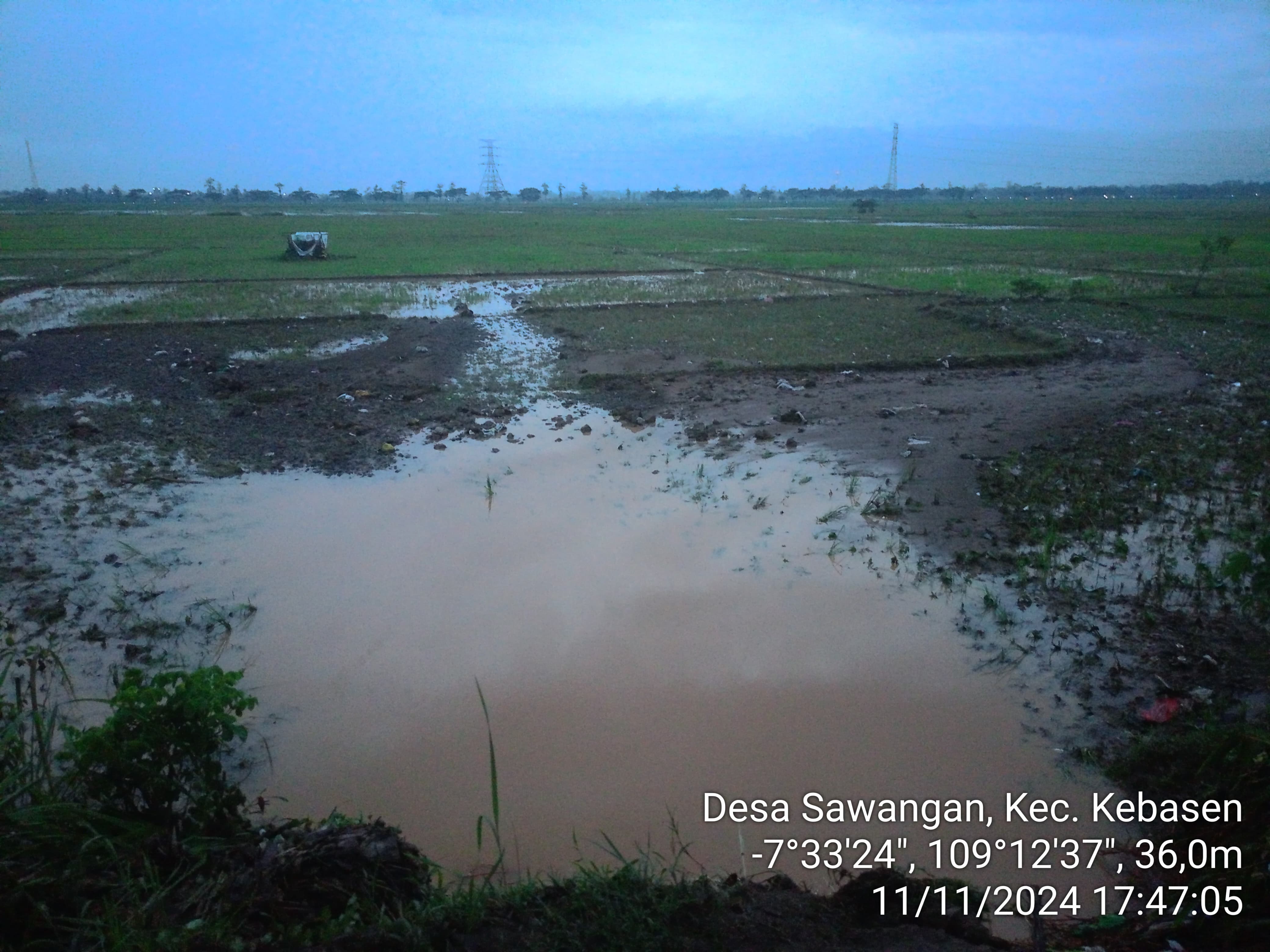 Diguyur Hujan Deras, Sebagian Area Persawahan Tergenang Banjir Akibat Jebolnya Tanggul Sungai Perwaton.