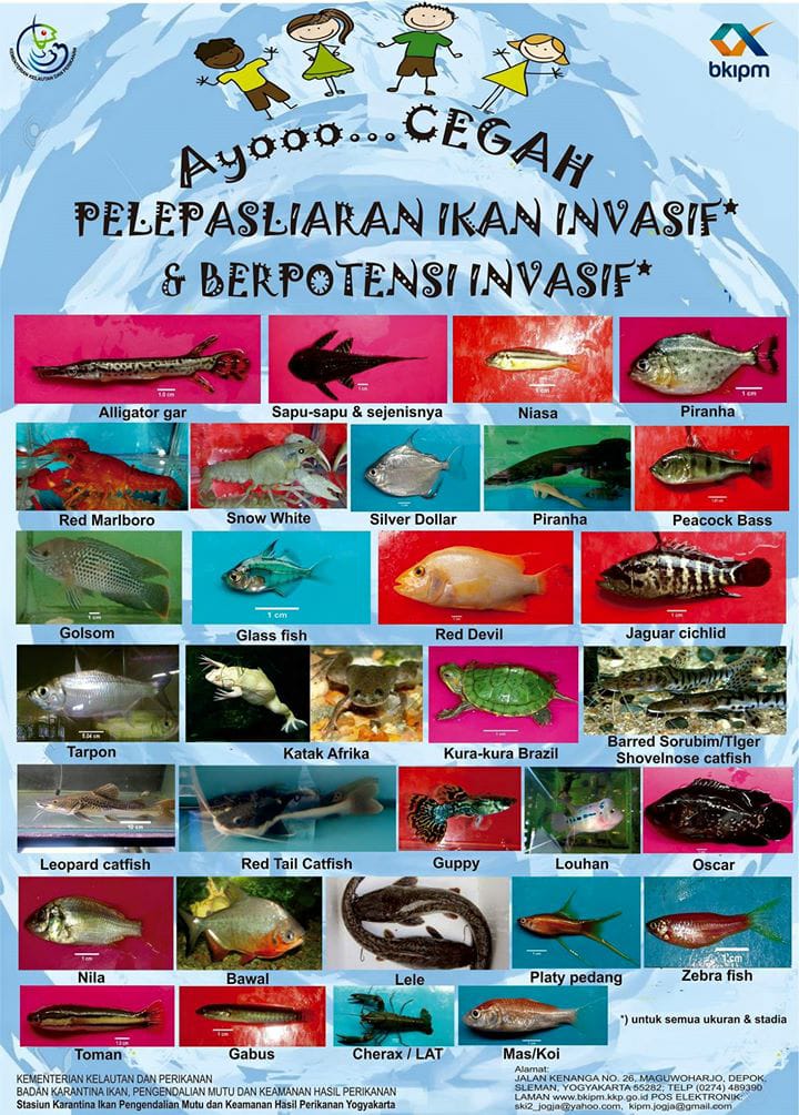 JENIS JENIS IKAN INVASIF