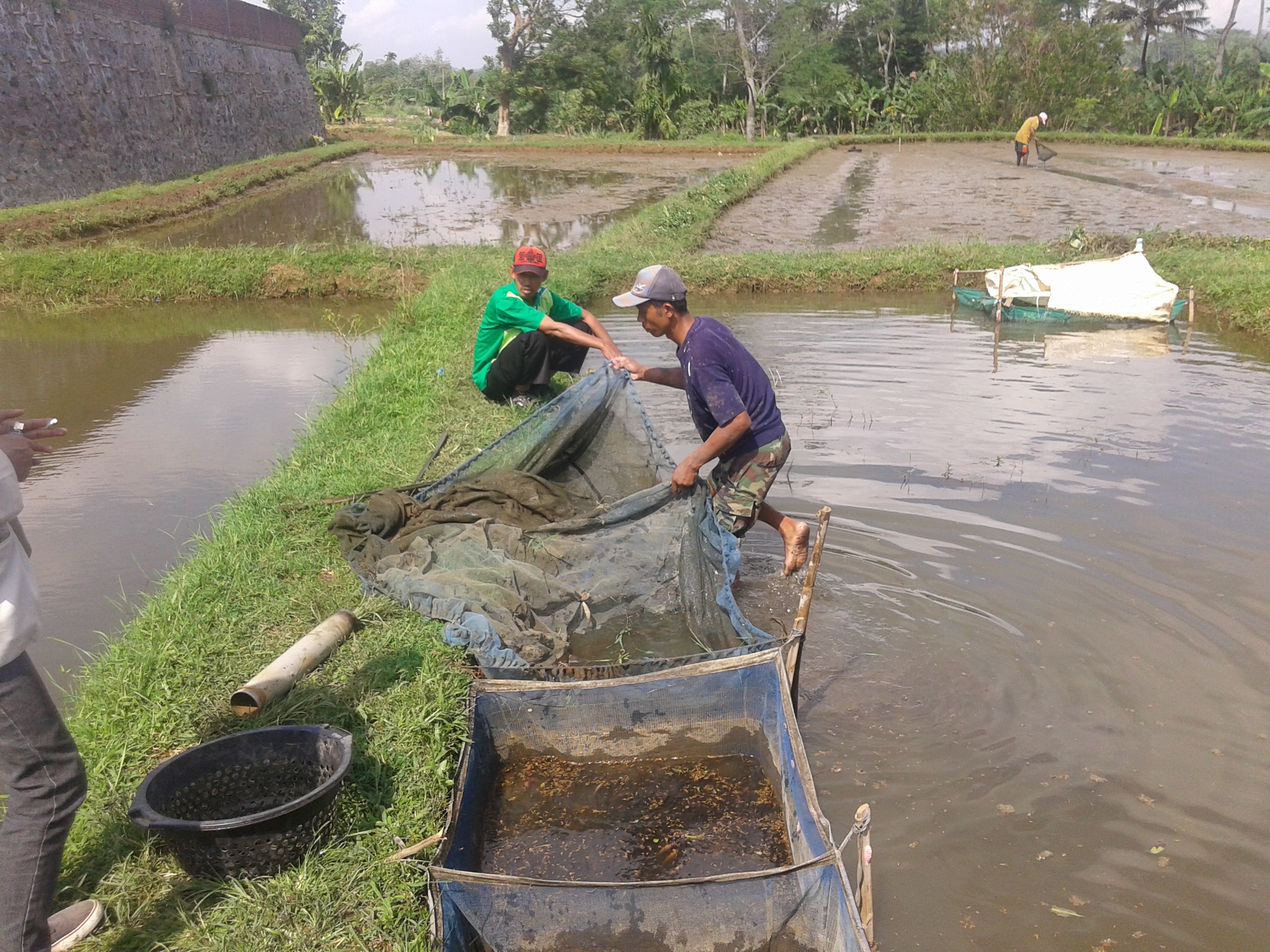 Kelompok Perikanan Karya Mulya 2 Desa Pasir lor