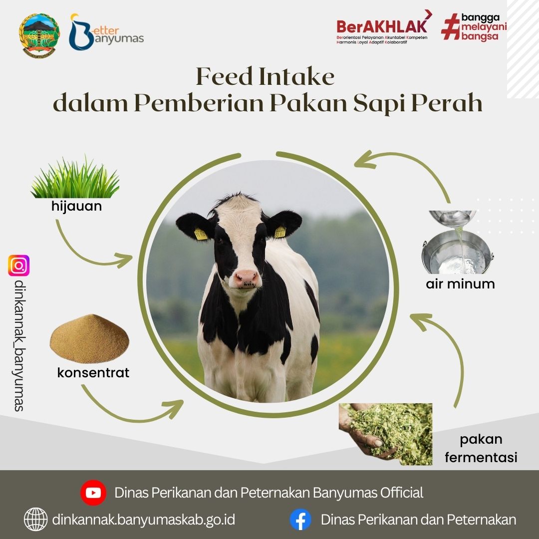 Feed Intake pada Pemberian Pakan Sapi Perah