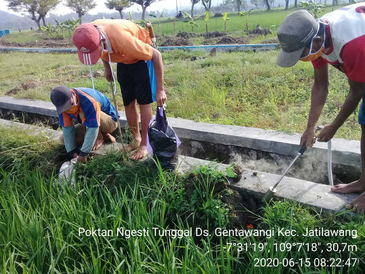 GERDAL Hama Tikus di Wilayah Jatilawang