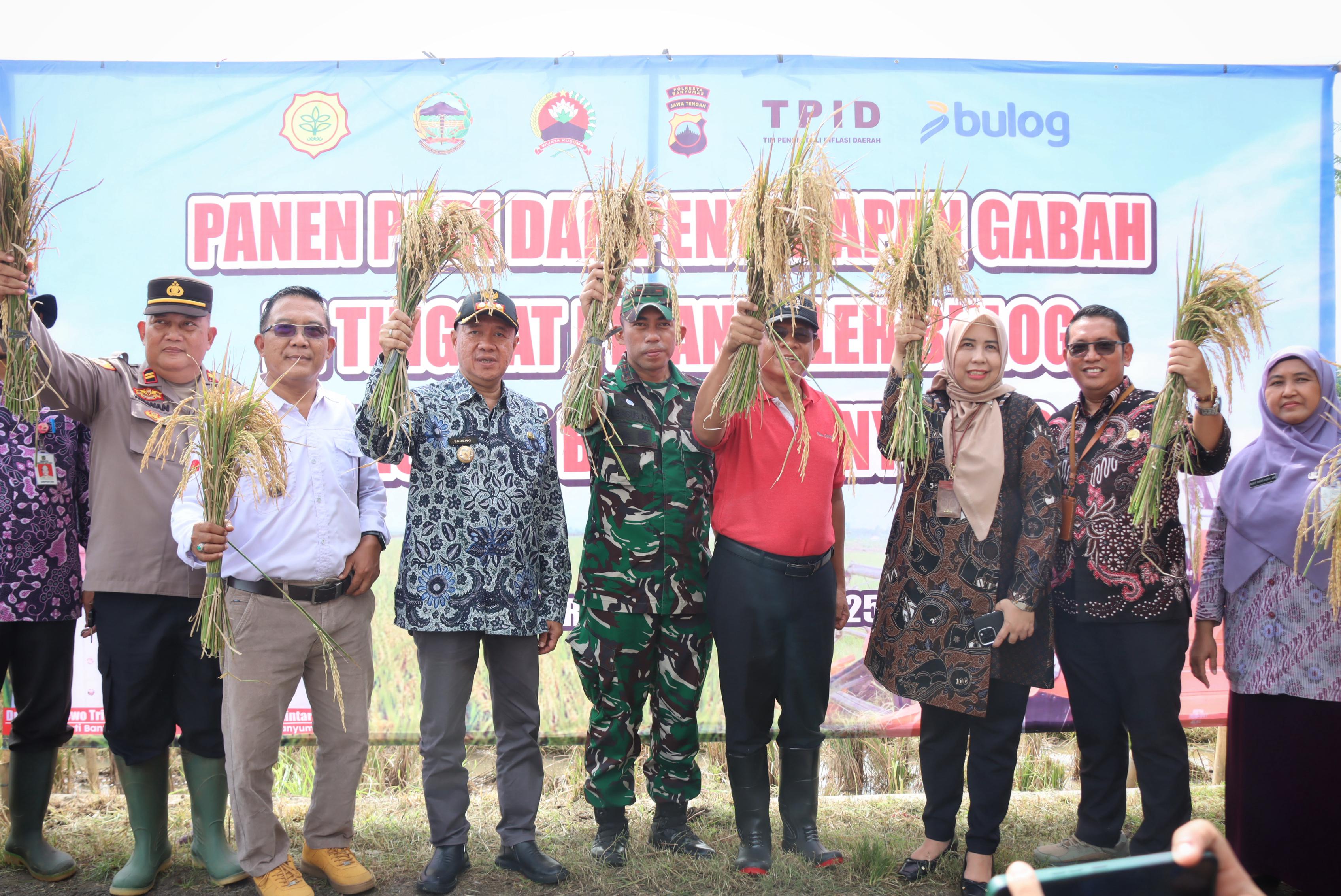 Bupati Sadewo Panen Padi dan Saksikan Penyerapan Gabah Oleh Bulog