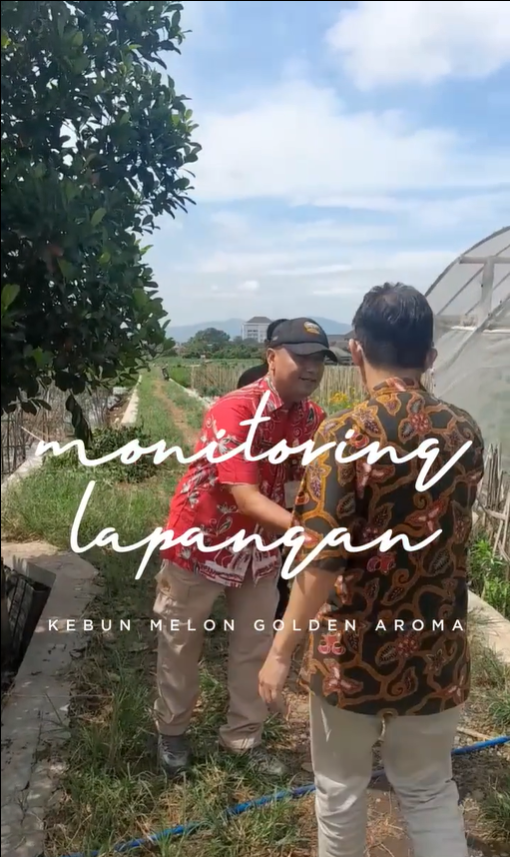 MONITORING LAPANGAN KEBUN MELON GOLDEN AROMA