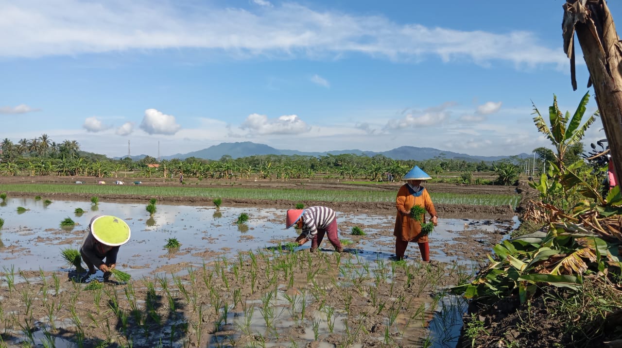 Musim Tanam 1 Padi di Desa Rawaheng Dimulai