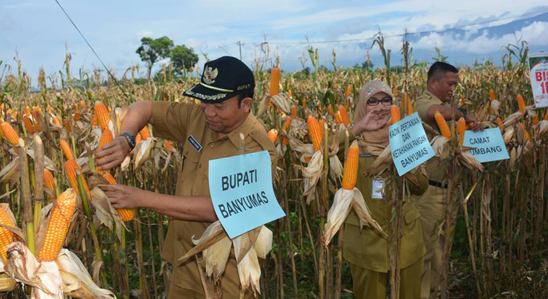 Bupati Banyumas Panen Jagung di Karangcegak