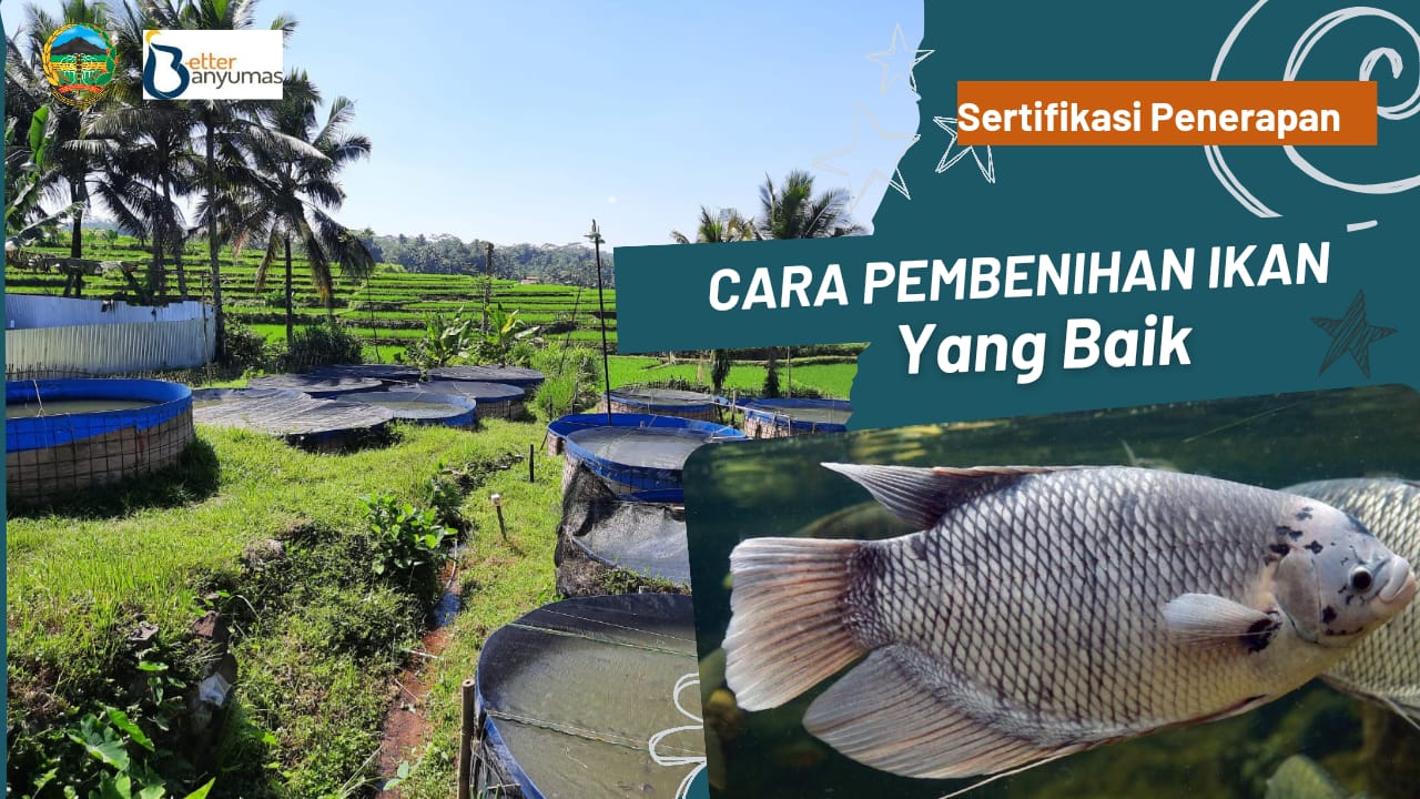 CARA PEMBENIHAN IKAN YANG BAIK