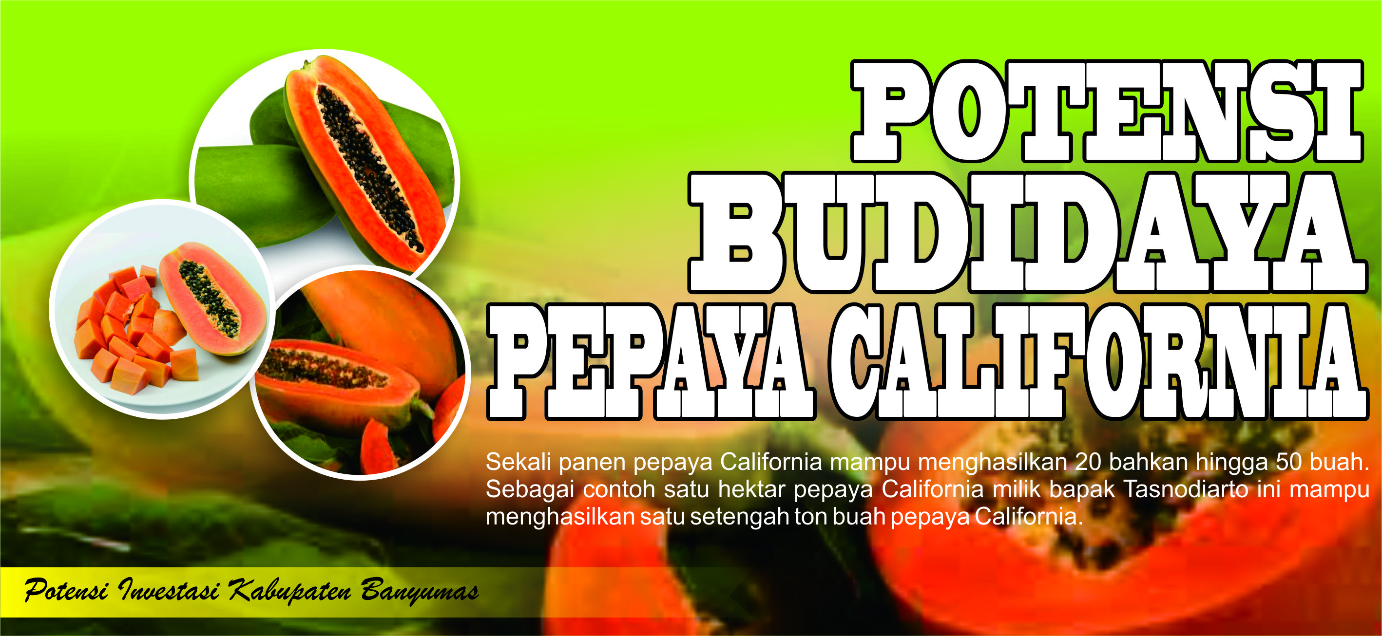 POTENSI BUDIDAYA PEPAYA CALIFORNIA