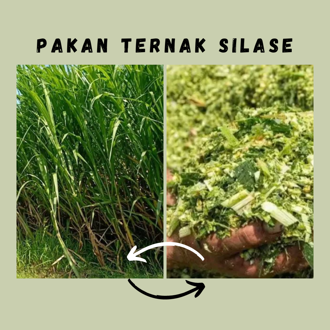 Silase : Pakan Komplit, Cadangan saat Pakan Sulit