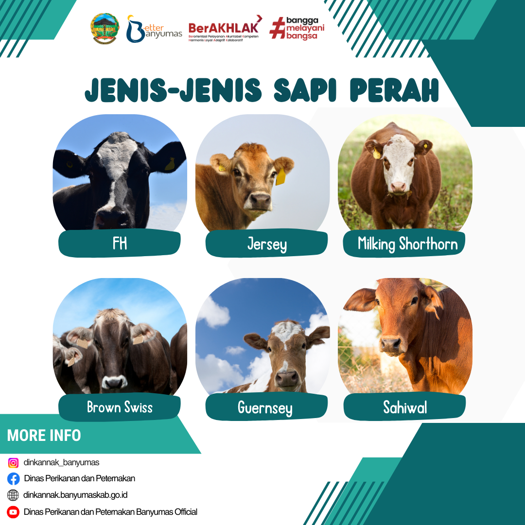 Mengenal Sapi Perah yang Populer di Indoneisa