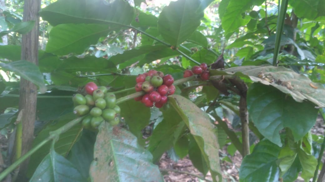 Kopi Lembu, Kopi Istimewa dari Desa Susukan