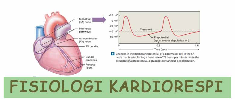 REFERAT : FISIOLOGI KARDIORESPI